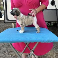 Lowchen Puppies from Potrero Lowchen