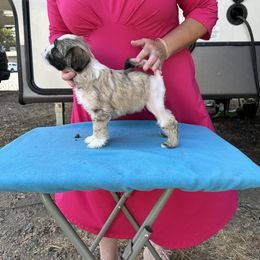 Lowchen Puppies from Potrero Lowchen