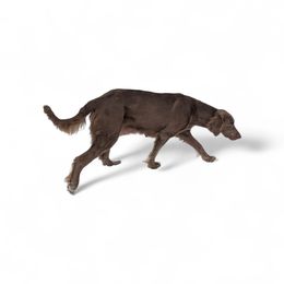 Habby - Long Haired Weimaraner