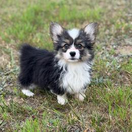 Eevee (Dandelion) - Black and tan female Pembroke Welsh Corgi puppy in Fairchild, Wisconsin from Reigning Corgis