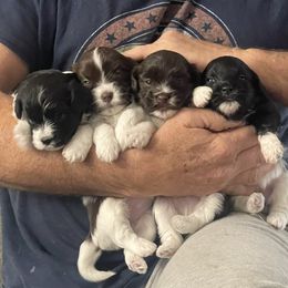 Havanese Puppies from Estelle's Havanese
