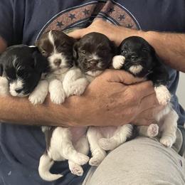 Havanese Puppies from Estelle's Havanese