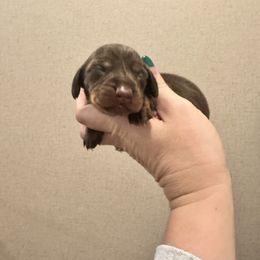 Twix - Chocolate and tan male Dachshund puppy in Pollok, Texas from Magnolia Kennels