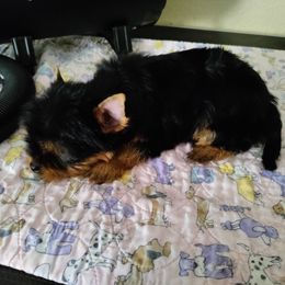 Yorkshire Terrier Puppies from Twilights Yorkies FL