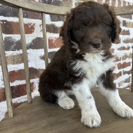 Girl 3 - Aussiedoodle puppy in Tolar, Texas from Massey Ranch