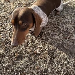 Dachshund puppies from TNT Dachshunds