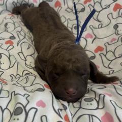 Blue Collar girl - Brown female Chesapeake Bay Retriever puppy in Las Vegas, Nevada from Birdsview Chesapeake Kennel