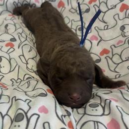 Blue Collar girl - Brown female Chesapeake Bay Retriever puppy in Las Vegas, Nevada from Birdsview Chesapeake Kennel