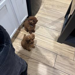 Poodle Puppies from Avcpoodles