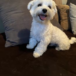 Maltese, Maltipoo, and Poodle Puppies from Healing Pawz LLC