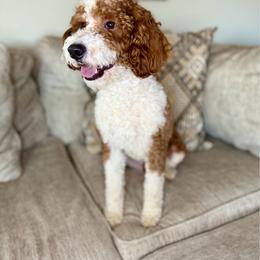 Boots - Goldendoodle