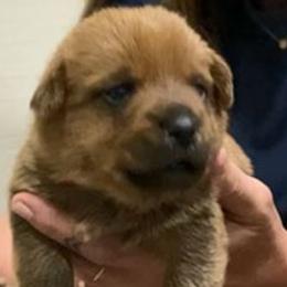 Boy 2 - Red male Norfolk Terrier puppy in Bristol, Tennessee from Holston Hollow Farm