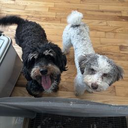 Bernedoodle puppies from The Doodle Pad