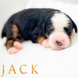 JACK - Tri-color male Bernedoodle puppy in Tipton, Indiana from Country Creek Doodles