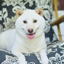 Arukari - Shiba Inu