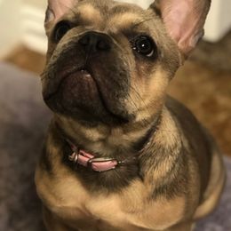 French Bulldog Puppies from Kring French Bulldogs