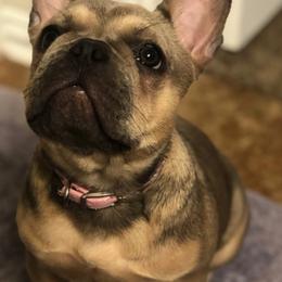 French Bulldog Puppies from Kring French Bulldogs