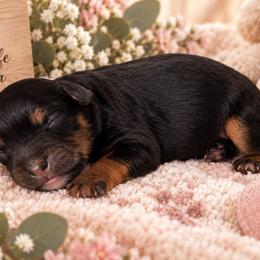 Nutella - Black and tan female Cavapoo puppy in Myrtle Beach, South Carolina from Colorful-K9'S