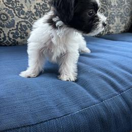 Yorkipoo puppies from Bayless Yorkiepoos