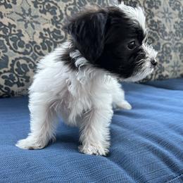 Yorkipoo puppies from Bayless Yorkiepoos