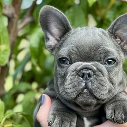 French Bulldogs from Frenchie Frys