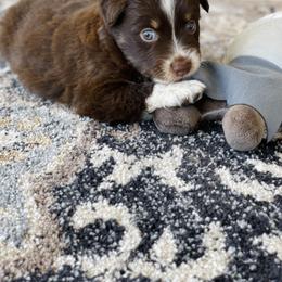 Miniature Australian Shepherd Puppies from DLT MiniAussie