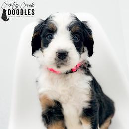 MACKEY - Tri-color female Bernedoodle puppy in Tipton, Indiana from Country Creek Doodles