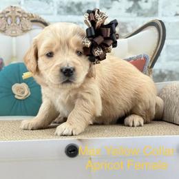 Max - Cream female Goldendoodle puppy in Taylor, Michigan from Mi Best Doodle Ever, LLC