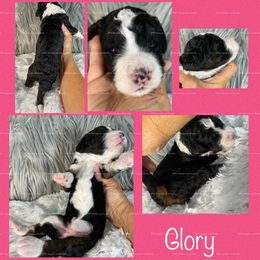 Bernedoodle Puppies from PNW Sheepies and Doodles