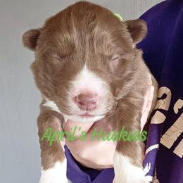 Girl 2 - Red and white female Siberian Husky puppy in Terre Haute, Indiana from April's Huskies