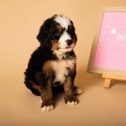 Daisy - Tri-color female Bernedoodle puppy in Ashland, Kentucky from Still Waters Farm