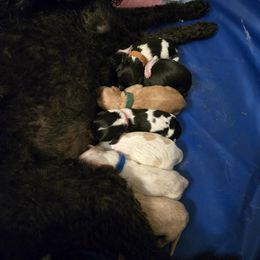 Cavalier King Charles Spaniel, Cavapoo, and Poodle Puppies from Far West Texas Oodles of Cavi's & Cavoodles
