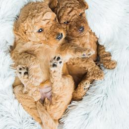 Goldendoodle Puppies from Deer Valley Doodles