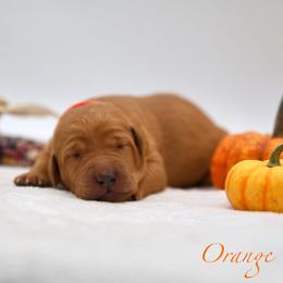 Male - Yellow male Labrador Retriever puppy in Sherrard, Illinois from Gochee Labs