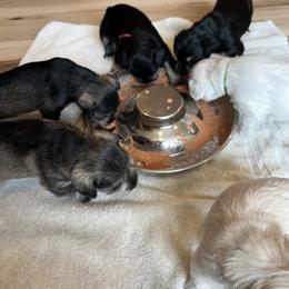 Miniature Schnauzer Puppies from Miles Family Schnauzers