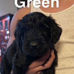 Boy 1 - Giant Schnauzer puppy in Skiatook, Oklahoma from Oklahoma Giants