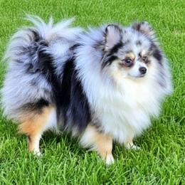 Serena - Pomeranian