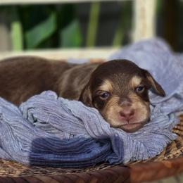 Boy 1 - Chocolate and cream male Dachshund puppy in Minden, Louisiana from Ironwood Creek