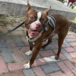 Brownie - Boston Terrier