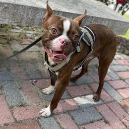 Brownie - Boston Terrier