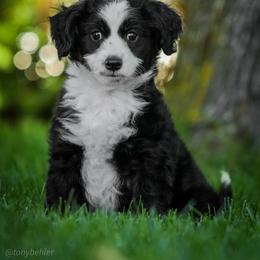 Aussiedoodle, Miniature Australian Shepherd, and Poodle Puppies from Woodwind Miniatures