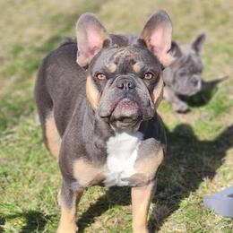 Ruka - French Bulldog