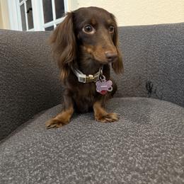 Dachshunds and Great Danes from Central Coast Danes and Dachshunds