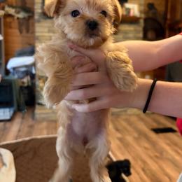 Gold Girl - Gold female Yorkshire Terrier puppy in Gilbertown, Alabama from Sasha's Yorkie Babes