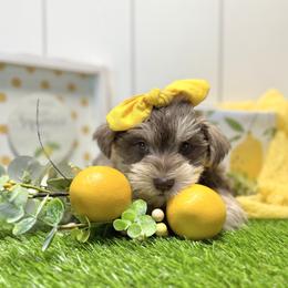 Kitt - Liver female Miniature Schnauzer puppy in Huntington, Utah from Schnauzers on Robinson Lane