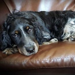 Poodles and Springerdoodles from Dakota SpringerDoodles