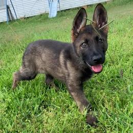 German Shepherd Puppies from Vom Chlex Haus