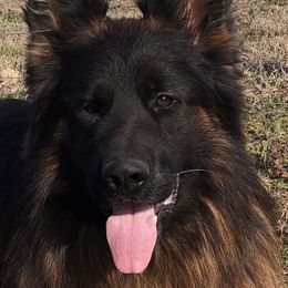 German Shepherds from Aus Seinem Haus