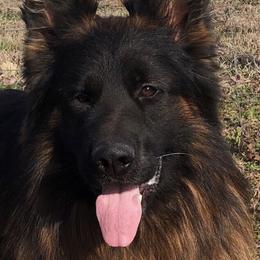 German Shepherds from Aus Seinem Haus