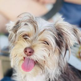 Biewer Terriers and Yorkshire Terriers from Ember Valley Yorkies